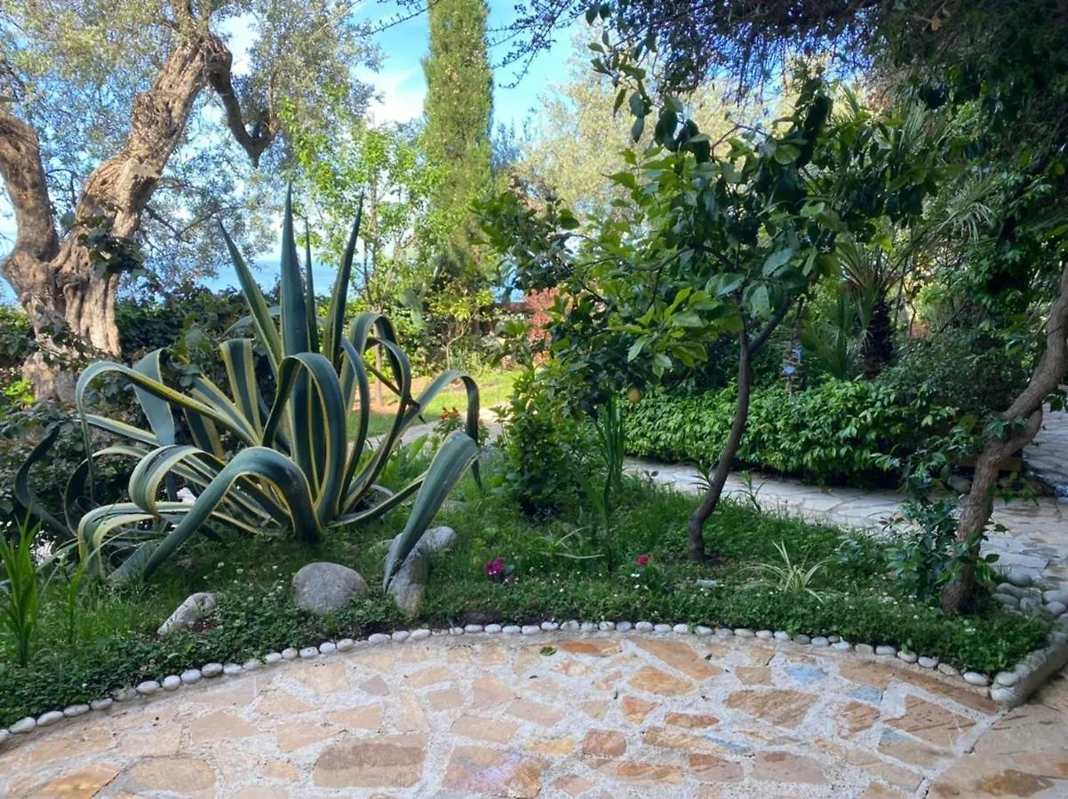 Newly Renovated Apartment Olive Dhërmi